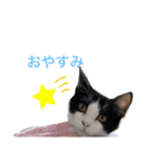 ハチワレねおくん2（個別スタンプ：6）