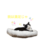 ハチワレねおくん2（個別スタンプ：7）