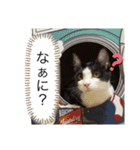 ハチワレねおくん2（個別スタンプ：8）