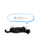 ハチワレねおくん2（個別スタンプ：10）