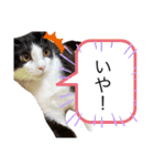 ハチワレねおくん2（個別スタンプ：16）
