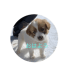 ポロポロ<vol.1>（個別スタンプ：1）