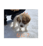 ポロポロ<vol.1>（個別スタンプ：3）