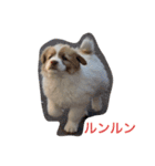 ポロポロ<vol.1>（個別スタンプ：9）