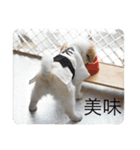 ポロポロ<vol.1>（個別スタンプ：10）