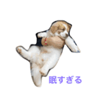 ポロポロ<vol.1>（個別スタンプ：13）