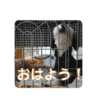 はっぱちゃんと、にこにこらんらん（個別スタンプ：4）