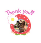 ひめ犬（個別スタンプ：2）