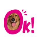 ひめ犬（個別スタンプ：3）