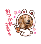 ひめ犬（個別スタンプ：4）