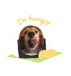 ひめ犬（個別スタンプ：6）