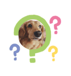 ひめ犬（個別スタンプ：7）