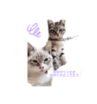 ฅ•ω•ฅฅ(^^ฅ)（個別スタンプ：7）