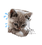 ฅ•ω•ฅฅ(^^ฅ)（個別スタンプ：8）