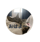 すーちゃんとペス（個別スタンプ：1）