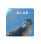 すーちゃんとペス（個別スタンプ：2）