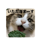 すーちゃんとペス（個別スタンプ：3）