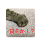 すーちゃんとペス（個別スタンプ：6）