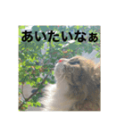 すーちゃんとペス（個別スタンプ：7）