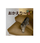すーちゃんとペス（個別スタンプ：8）