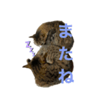 すーちゃんとペス（個別スタンプ：9）