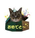 すーちゃんとペス（個別スタンプ：13）