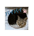 すーちゃんとペス（個別スタンプ：15）