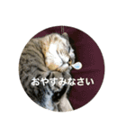 すーちゃんとペス（個別スタンプ：16）