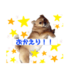 我が家のかわいいこたち（個別スタンプ：1）