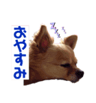 我が家のかわいいこたち（個別スタンプ：4）