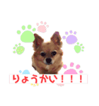 我が家のかわいいこたち（個別スタンプ：7）