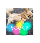 我が家のかわいいこたち（個別スタンプ：8）