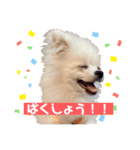 我が家のかわいいこたち（個別スタンプ：10）