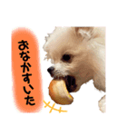 我が家のかわいいこたち（個別スタンプ：11）