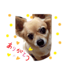 我が家のかわいいこたち（個別スタンプ：13）