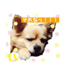 我が家のかわいいこたち（個別スタンプ：14）