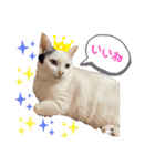 我が家のかわいいこたち（個別スタンプ：16）