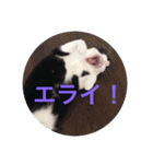 めちゃえらい！スタンプ1（個別スタンプ：5）