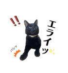 主婦の友③！ポメラニアン達と黒猫達（個別スタンプ：13）