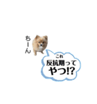 主婦の友③！ポメラニアン達と黒猫達（個別スタンプ：18）
