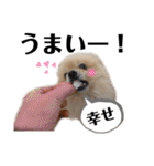 主婦の友③！ポメラニアン達と黒猫達（個別スタンプ：19）