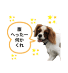 キャバリア炭治郎（個別スタンプ：3）