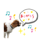 キャバリア炭治郎（個別スタンプ：6）