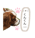 キャバリア炭治郎（個別スタンプ：8）