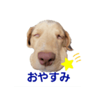 ビーグル犬のベックマン①（個別スタンプ：2）