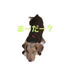 ビーグル犬のベックマン①（個別スタンプ：4）