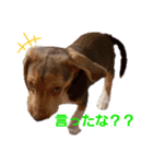ビーグル犬のベックマン①（個別スタンプ：6）