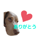 ビーグル犬のベックマン①（個別スタンプ：7）