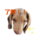 ビーグル犬のベックマン①（個別スタンプ：8）