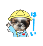 可愛い愉快なシーズー（個別スタンプ：1）